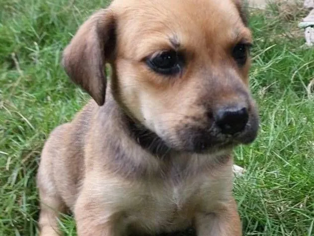 Cachorro raça SRD-ViraLata idade Abaixo de 2 meses nome AMORA