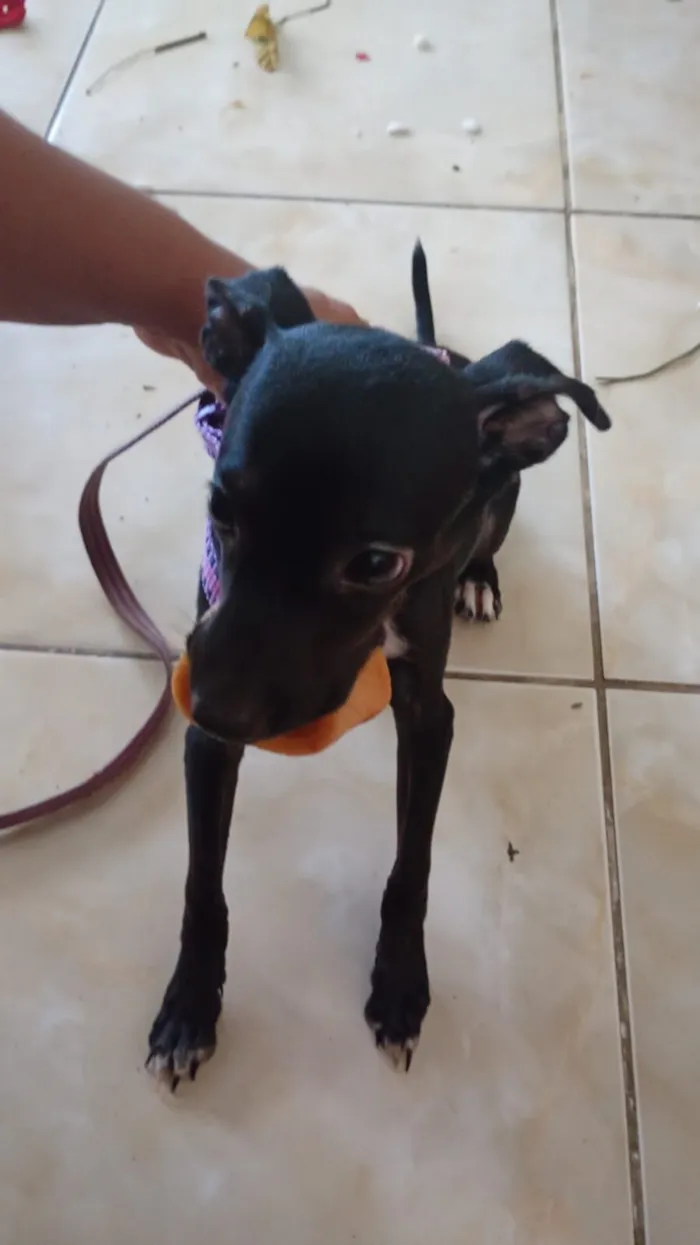 Cachorro raça SRD-ViraLata idade 2 a 6 meses nome Luna 