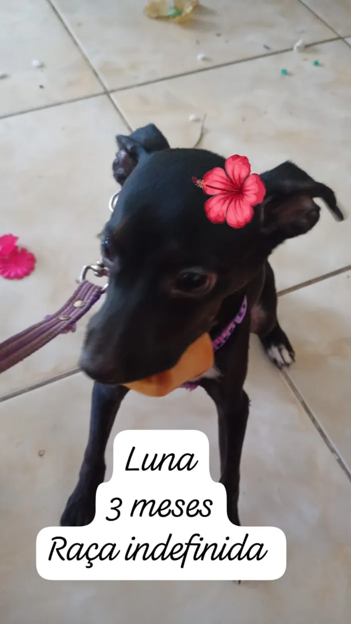 Cachorro raça SRD-ViraLata idade 2 a 6 meses nome Luna 