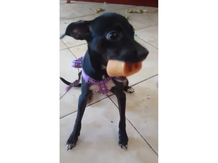 Cachorro raça SRD-ViraLata idade 2 a 6 meses nome Luna 