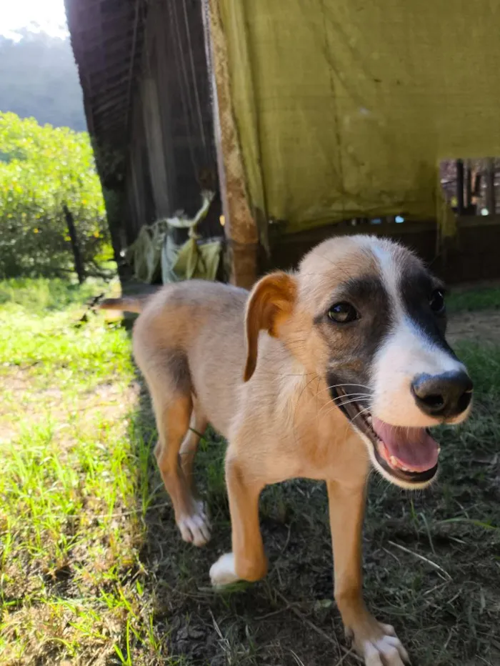 Cachorro raça SRD-ViraLata idade 2 a 6 meses nome Bingo