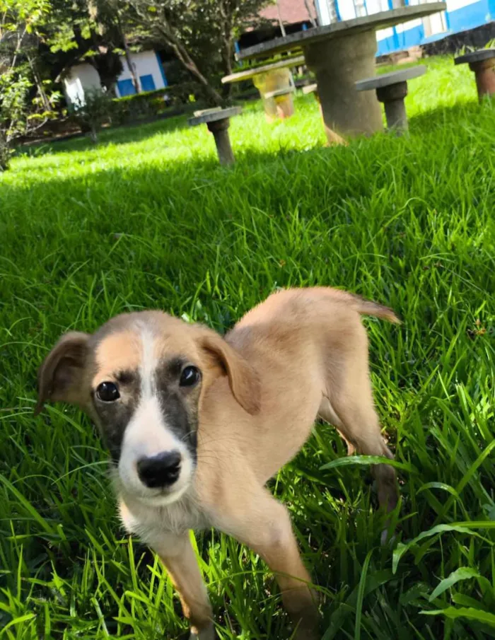Cachorro raça SRD-ViraLata idade 2 a 6 meses nome Bingo