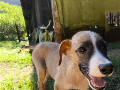Cachorro raça SRD-ViraLata idade 2 a 6 meses nome Bingo