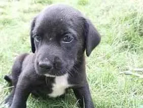 Cachorro raça SRD-ViraLata idade Abaixo de 2 meses nome MAX