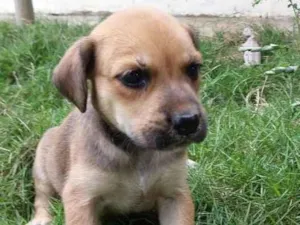 Cachorro raça SRD-ViraLata idade 2 a 6 meses nome AMORA