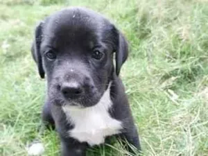 Cachorro raça SRD-ViraLata idade Abaixo de 2 meses nome LOLA