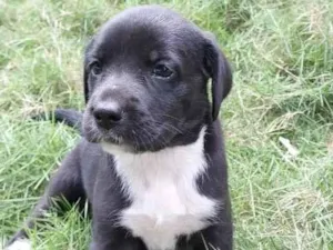 Cachorro raça SRD-ViraLata idade Abaixo de 2 meses nome PRINCESA