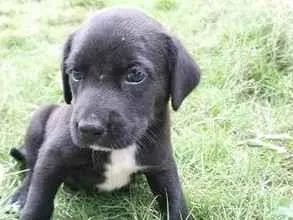 Cachorro raça SRD-ViraLata idade Abaixo de 2 meses nome MAX