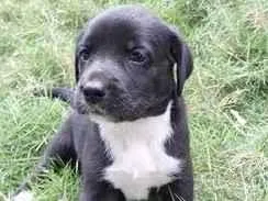 Cachorro raça SRD-ViraLata idade Abaixo de 2 meses nome PRINCESA