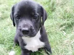 Cachorro raça SRD-ViraLata idade Abaixo de 2 meses nome MAYA