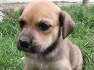Cachorro raça SRD-ViraLata idade Abaixo de 2 meses nome AMORA
