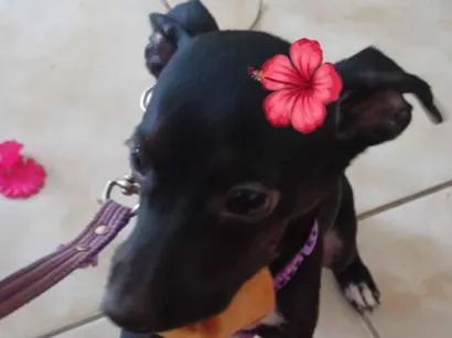 Cachorro raça SRD-ViraLata idade 2 a 6 meses nome Luna 