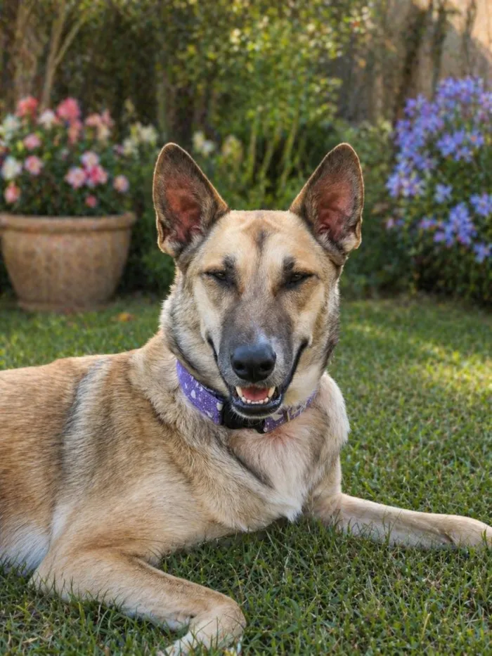 Cachorro raça SRD-ViraLata idade 2 anos nome Loba