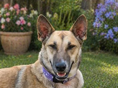 Cachorro raça SRD-ViraLata idade 2 anos nome Loba