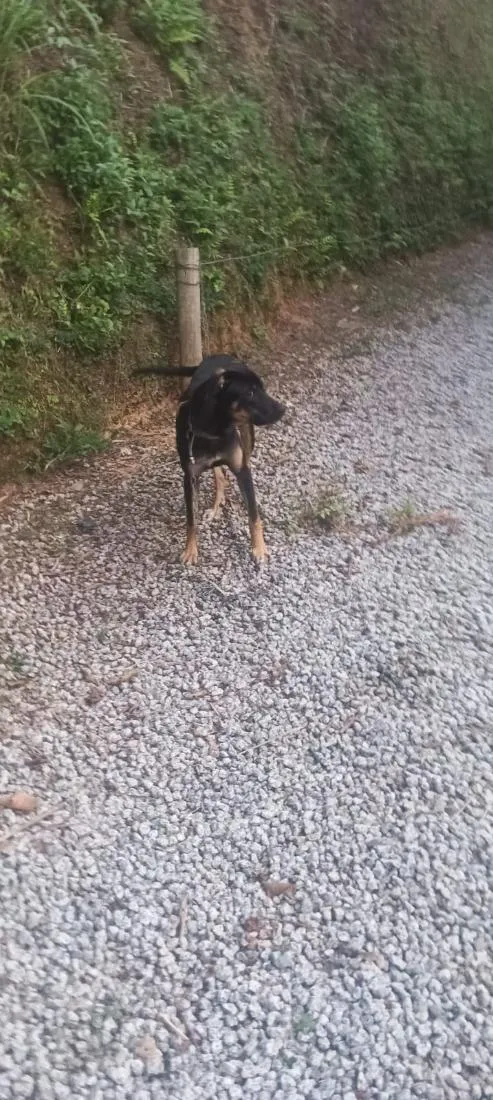 Cachorro raça SRD-ViraLata idade 7 a 11 meses nome Lukinha 