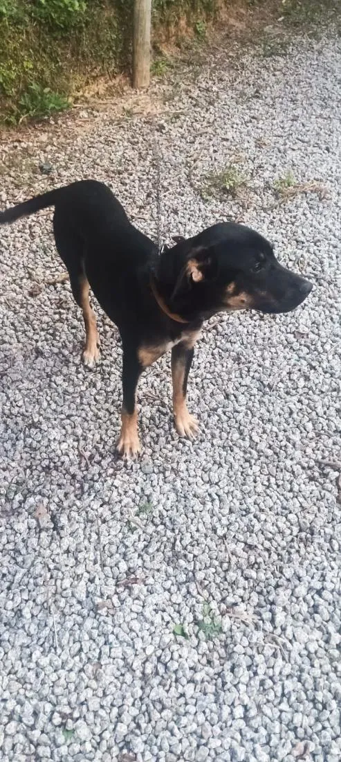 Cachorro raça SRD-ViraLata idade 7 a 11 meses nome Lukinha 
