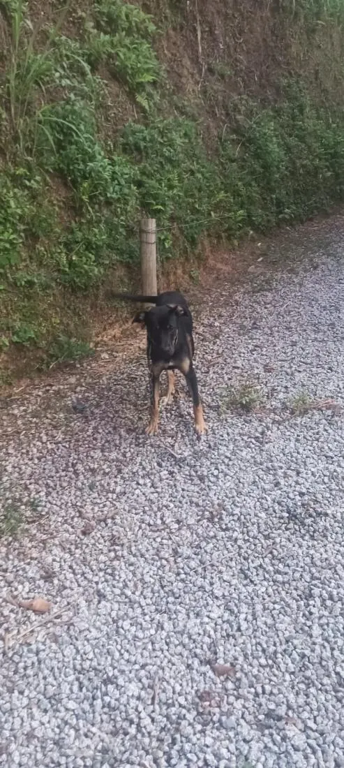 Cachorro raça SRD-ViraLata idade 7 a 11 meses nome Lukinha 