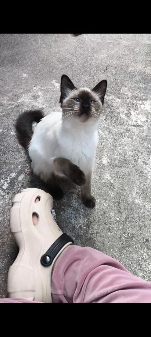 Gato raça SRD-ViraLata idade 2 a 6 meses nome Sasha