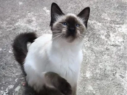 Gato raça SRD-ViraLata idade 2 a 6 meses nome Sasha