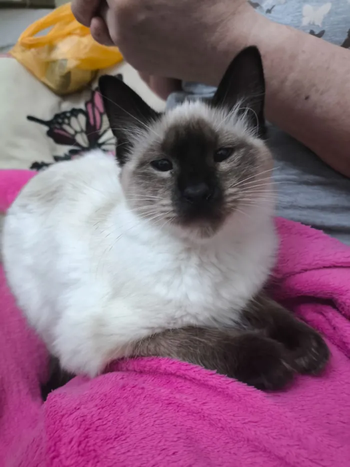 Gato raça SRD-ViraLata idade 2 a 6 meses nome Sasha