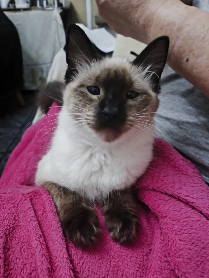 Gato raça SRD-ViraLata idade 2 a 6 meses nome Sasha