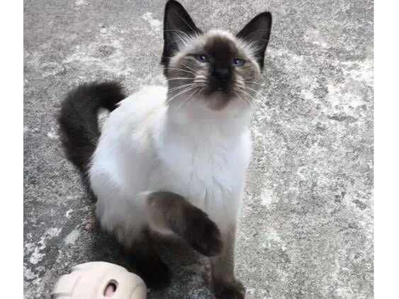 Gato raça SRD-ViraLata idade 2 a 6 meses nome Sasha