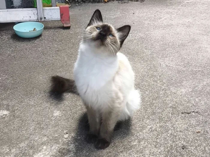 Gato raça SRD-ViraLata idade 2 a 6 meses nome Sasha
