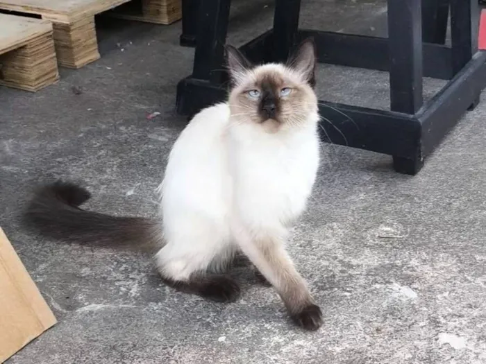 Gato raça SRD-ViraLata idade 2 a 6 meses nome Sasha