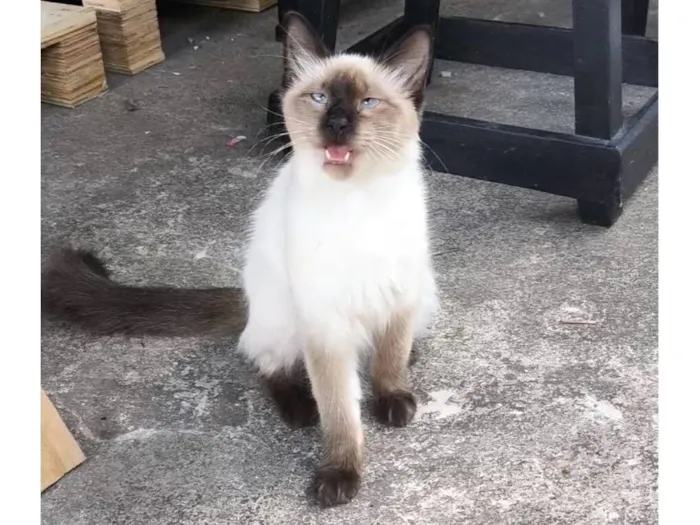 Gato raça SRD-ViraLata idade 2 a 6 meses nome Sasha