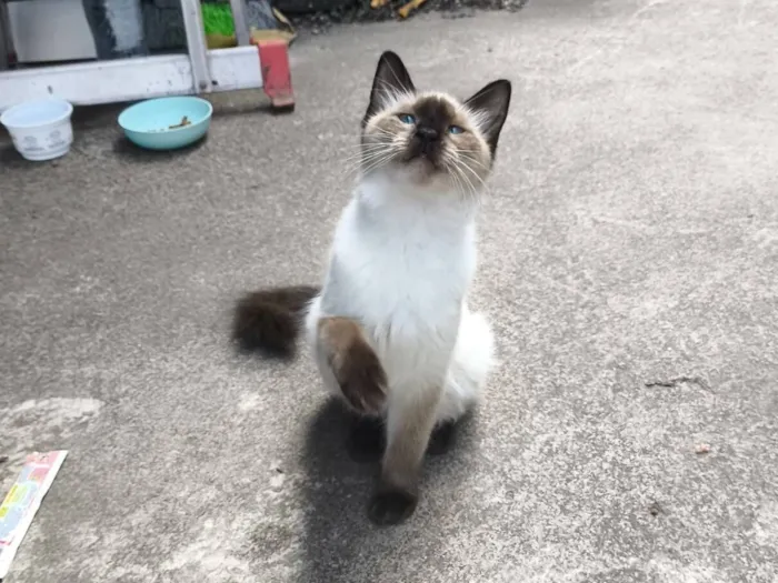 Gato raça SRD-ViraLata idade 2 a 6 meses nome Sasha