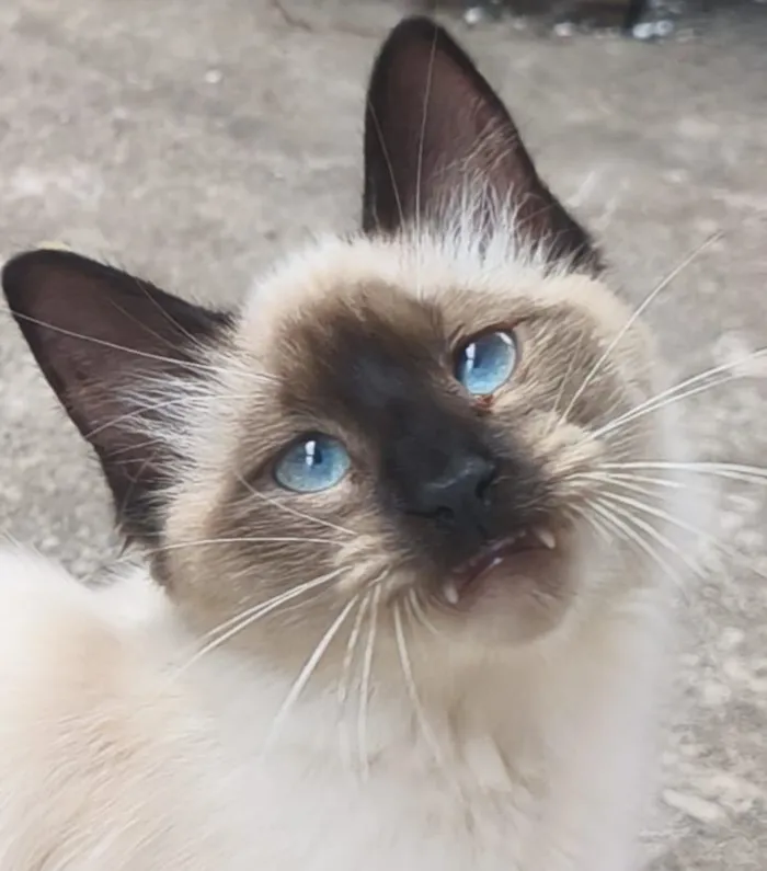 Gato raça SRD-ViraLata idade 2 a 6 meses nome Sasha