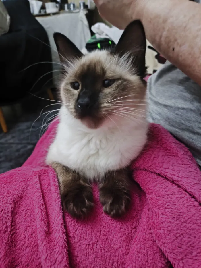 Gato raça SRD-ViraLata idade 2 a 6 meses nome Sasha