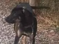 Cachorro raça SRD-ViraLata idade 7 a 11 meses nome Lukinha 