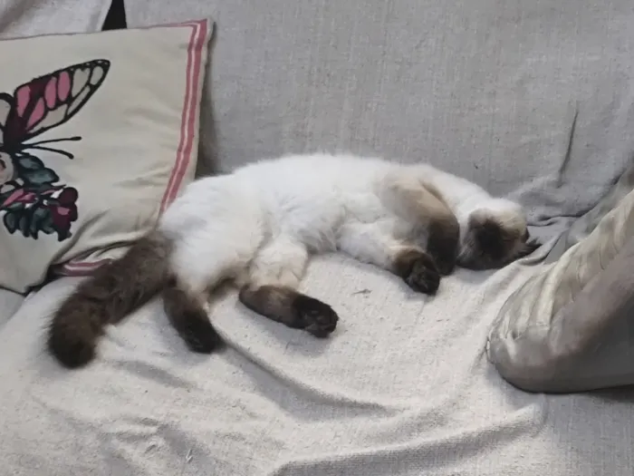 Gato raça SRD-ViraLata idade 2 a 6 meses nome Sasha