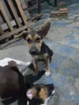 zoe