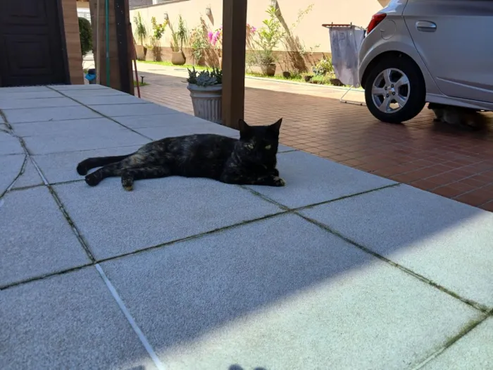 Gato raça SRD-ViraLata idade 2 a 6 meses nome petra