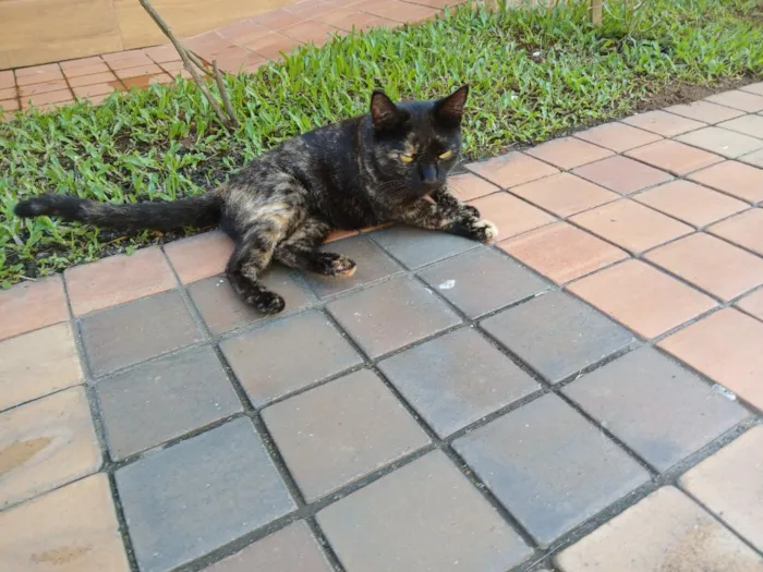 Gato raça SRD-ViraLata idade 2 a 6 meses nome petra