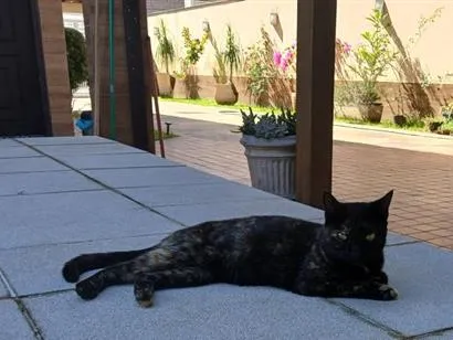 Gato raça SRD-ViraLata idade 2 a 6 meses nome petra