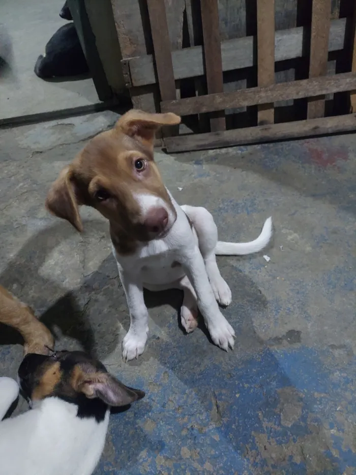 Cachorro raça SRD-ViraLata idade 2 a 6 meses nome Alita