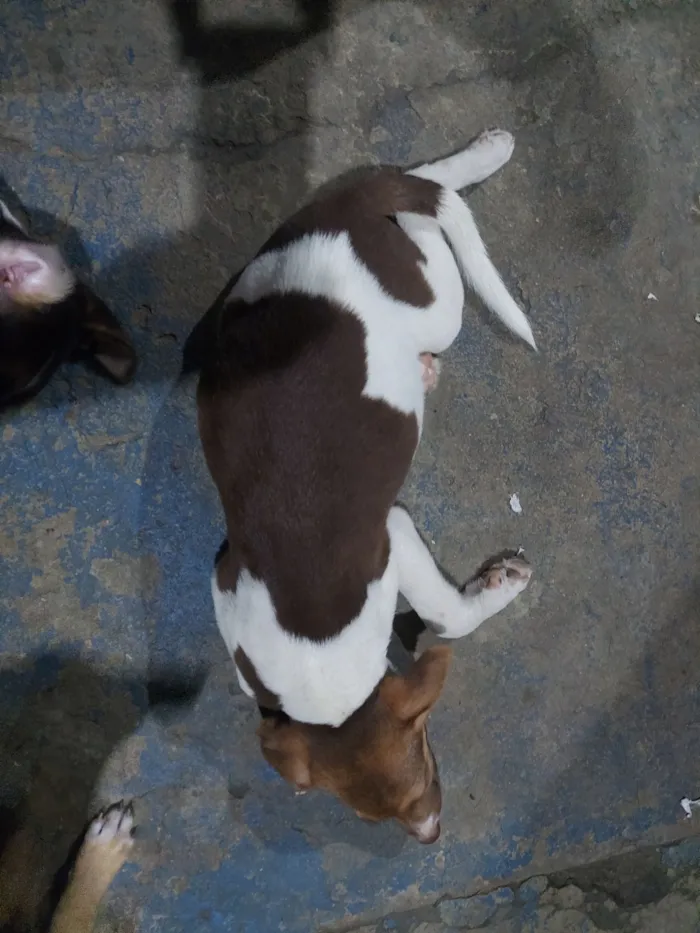Cachorro raça SRD-ViraLata idade 2 a 6 meses nome Alita