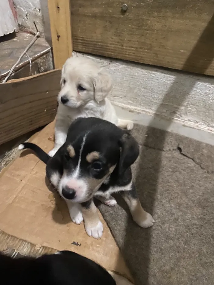 Cachorro raça SRD-ViraLata idade Abaixo de 2 meses nome Sem nome