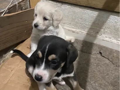 Cachorro raça SRD-ViraLata idade Abaixo de 2 meses nome Sem nome