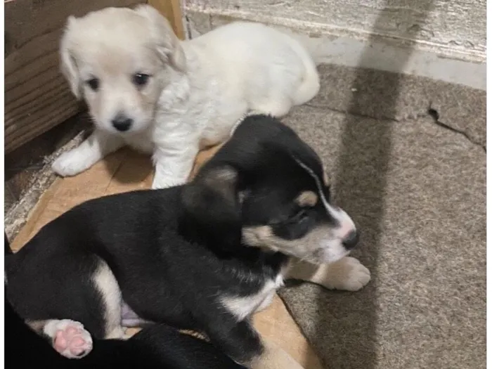 Cachorro raça SRD-ViraLata idade Abaixo de 2 meses nome Sem nome