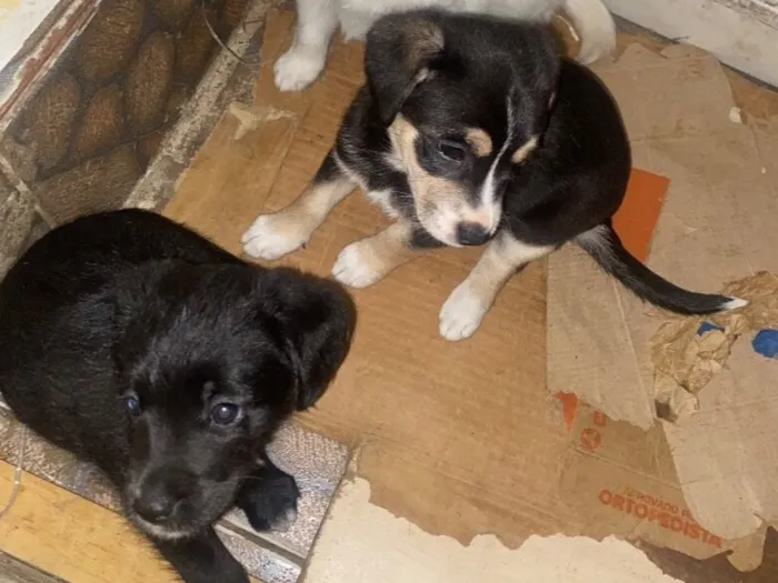 Cachorro raça SRD-ViraLata idade Abaixo de 2 meses nome Sem nome