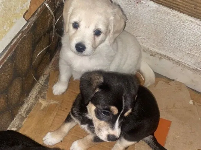 Cachorro raça SRD-ViraLata idade Abaixo de 2 meses nome Sem nome