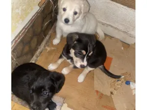Cachorro raça SRD-ViraLata idade Abaixo de 2 meses nome Sem nome