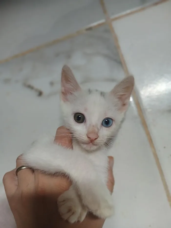 Gato raça SRD-ViraLata idade 2 a 6 meses nome six