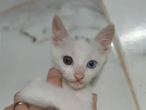 Gato raça SRD-ViraLata idade 2 a 6 meses nome six