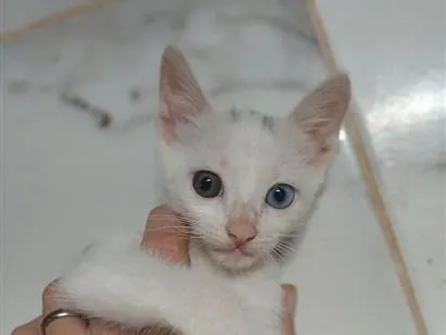 Gato raça SRD-ViraLata idade 2 a 6 meses nome six