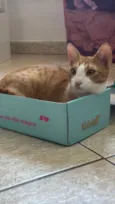 LO’AK